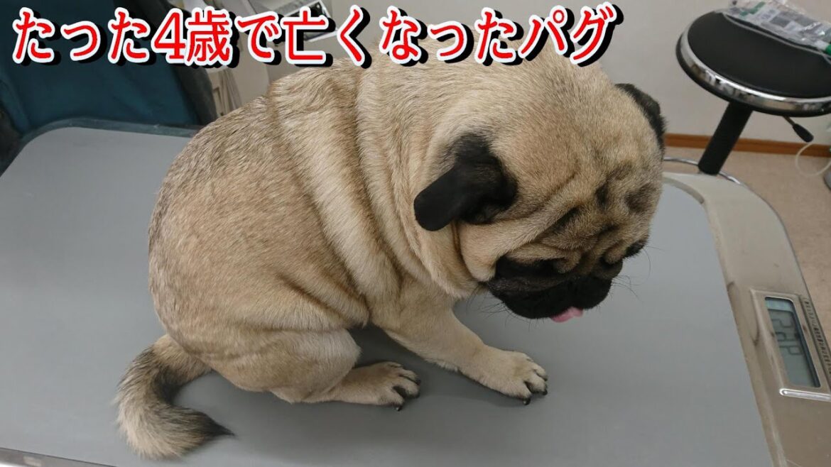 たった４歳で亡くなったパグ　おまめについてお話します。