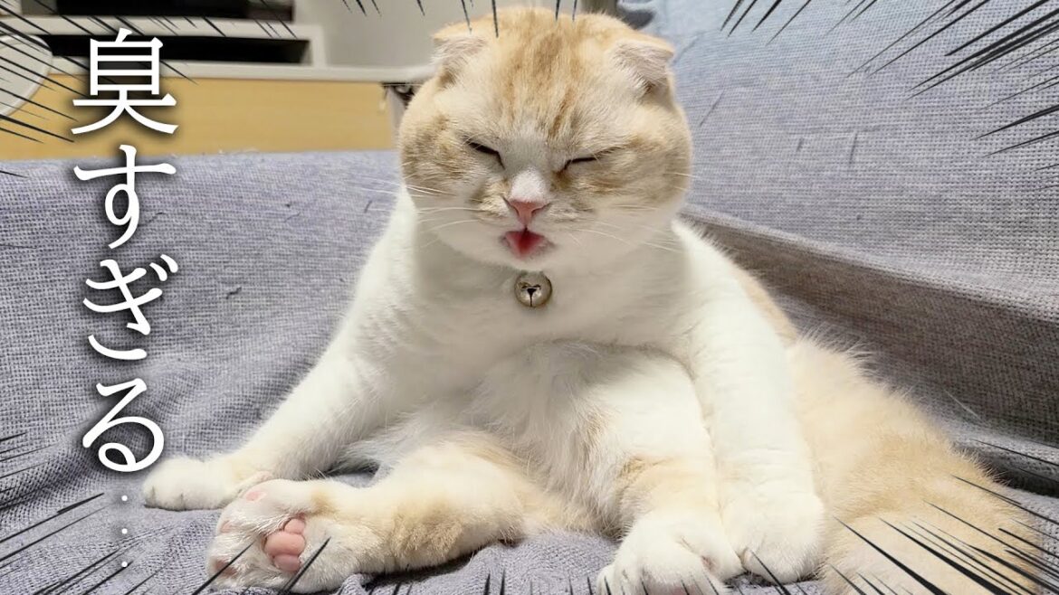 うんち後のお尻が臭すぎて鼻が曲った子猫と犬達がこちらです…笑 うんち後のお尻が臭すぎて鼻が曲った子猫と犬達がこちらです...笑