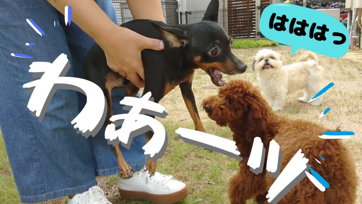 【多頭飼い】甘えん坊がたまらない～チワワ・シーズー・ミニチュアピンシャー・トイプードル