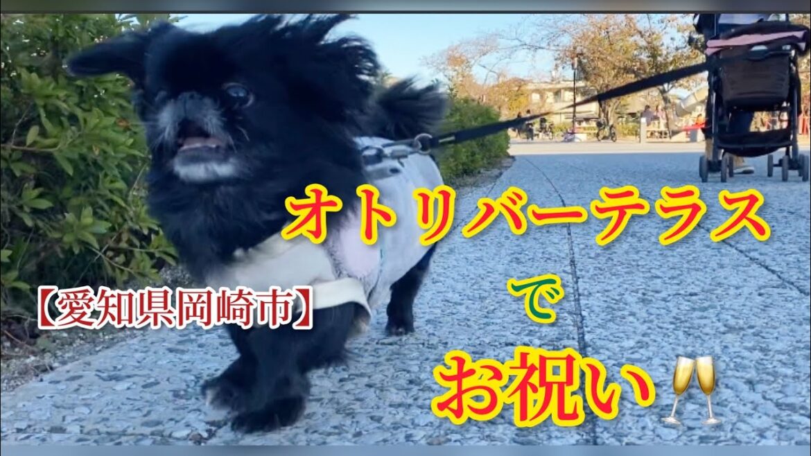 【おめでとう】と【ありがとう】オトリバーテラスで可愛いお散歩とお祝いしたよ【peki】【ペキニーズ】