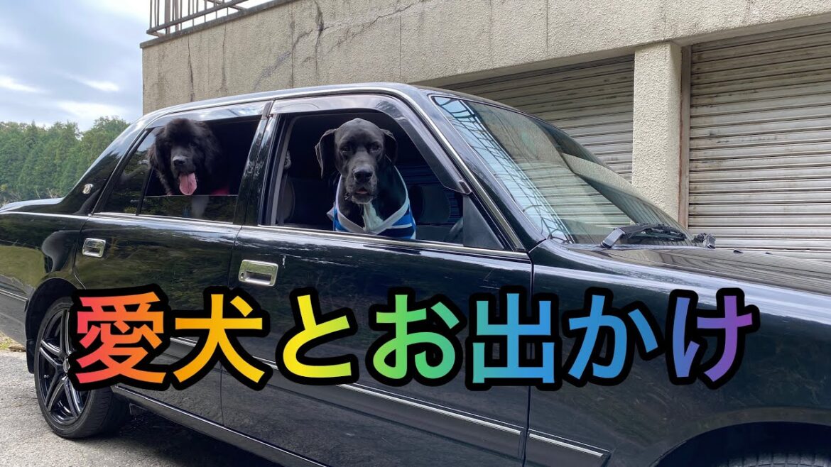 犬とお出かけ[超大型犬]ニューファンドランド グレートデン 田舎暮らし 愛犬家 犬好き 猫好き 元保護猫  GIANTDog BOSSandQueen