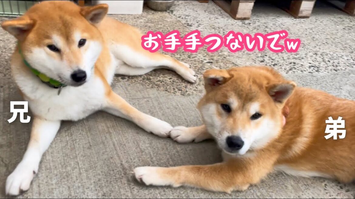 再会を喜ぶ柴犬と誰かの側にいたい子犬(巨)が可愛いw