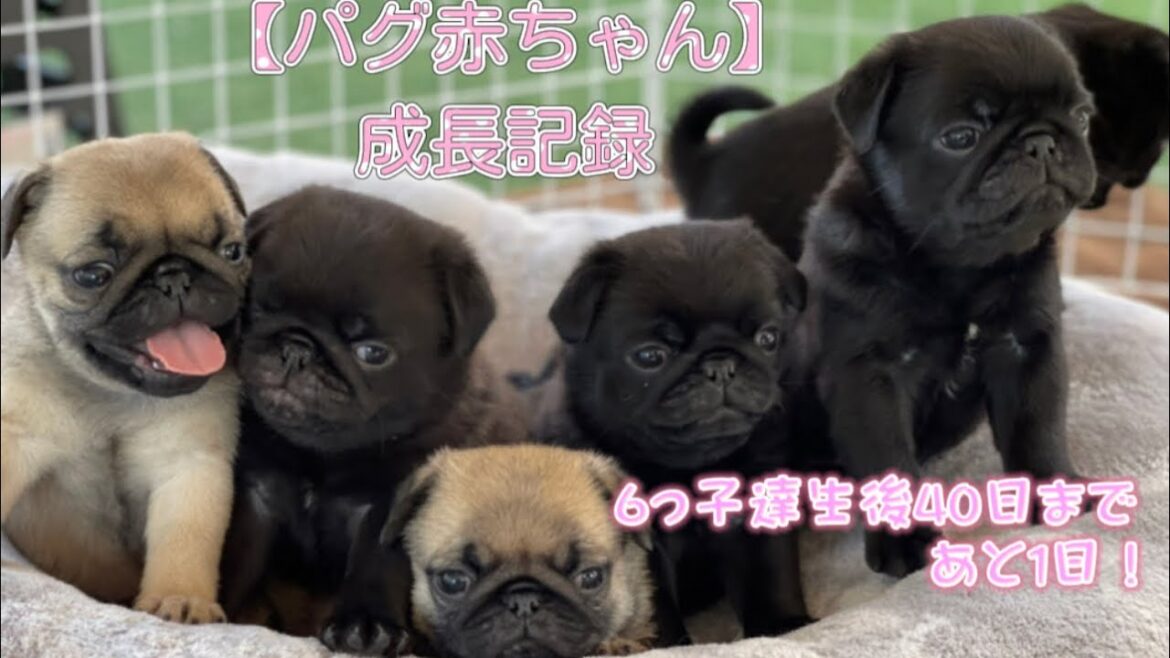 【パグ赤ちゃん】成長記録。生後40日まで、後１日！ここ数日の成長が飛躍的。