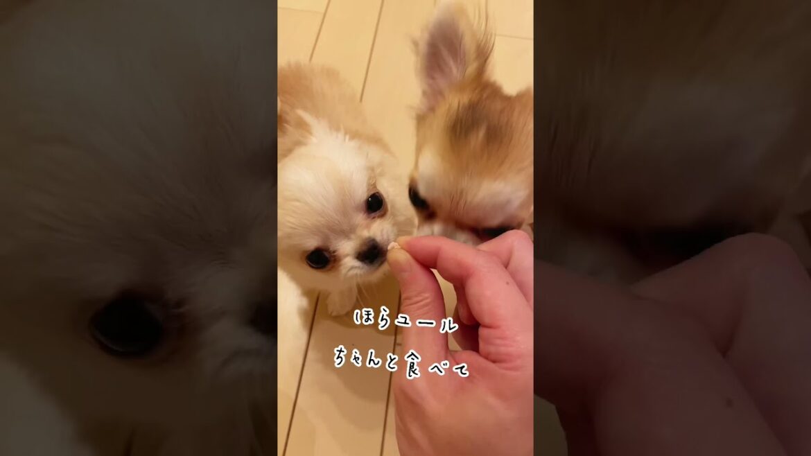 【ロングコートチワワ】子守するティル！【子犬】