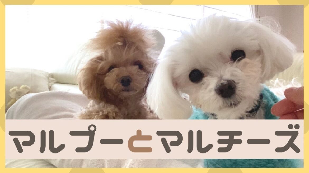 マルプーとマルチーズ比較｜毛質やサイズ・性格の違いは？