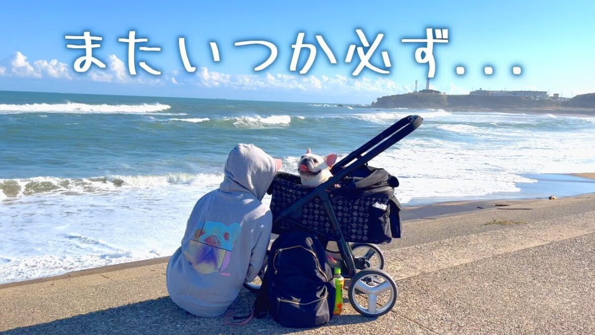 突然のサプライズから感動の出会いまで...忘れられない1日になった【フレンチブルドッグ frenchbulldog】