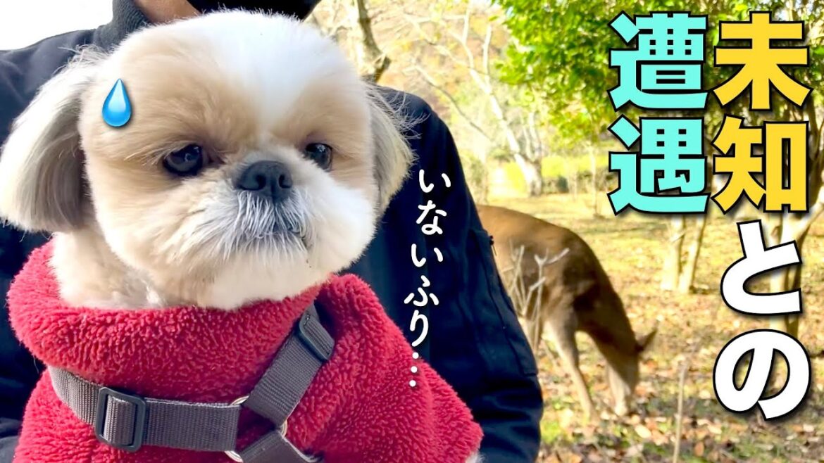 【シーズー】シーズー犬、未知との遭遇！鹿さんにガン見される w【213】