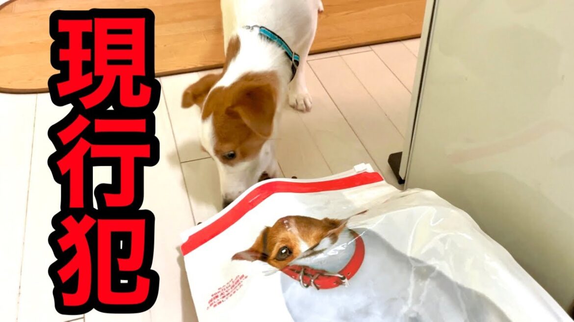 【盗み食い】遂に現行犯で捕まった犬の末路・・・［しゃべる犬 ジャックラッセルテリア］