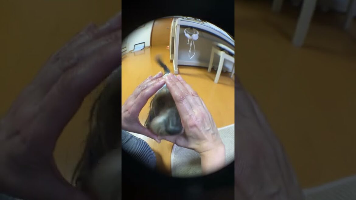 手の輪に入るミニチュアダックスフンドワイヤー