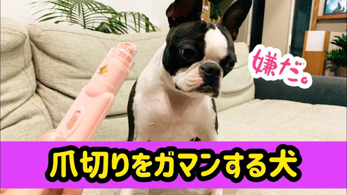 爪切りは仰向けで！我慢するボストンテリアのグリちゃん