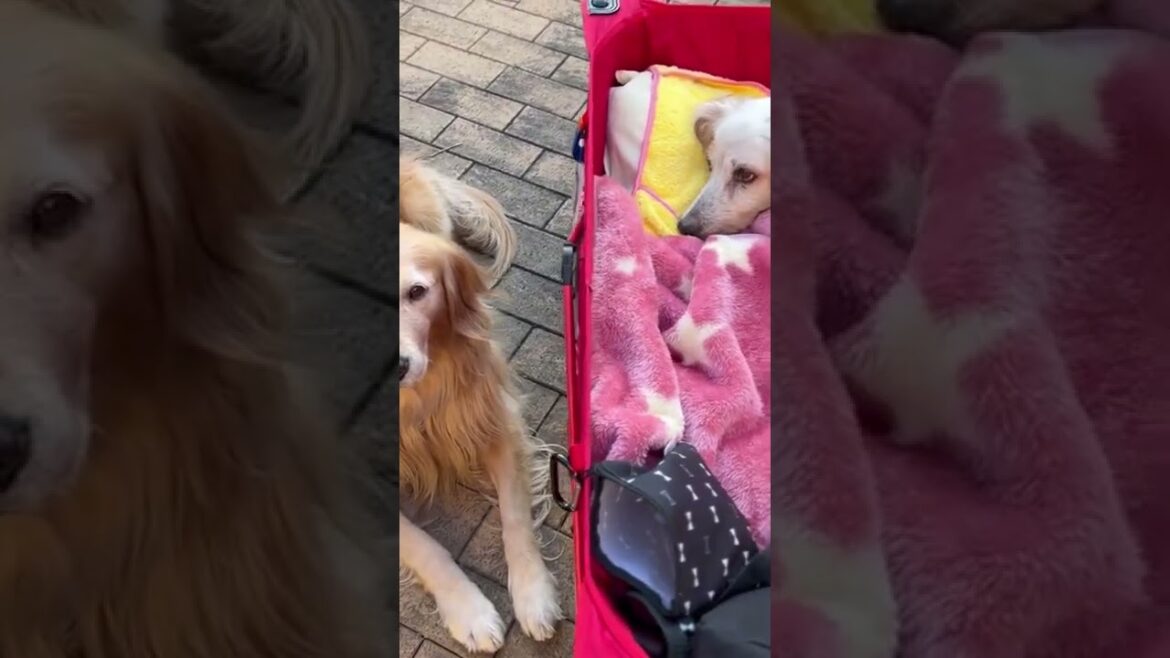 ハナちゃん散歩と珈琲タイム☕️ 【イングリッシュセッター】【シニア犬】【ゴールデンレトリバー 】