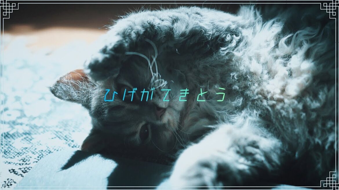 なんか髭が適当な猫がいる【セルカークレックス 】