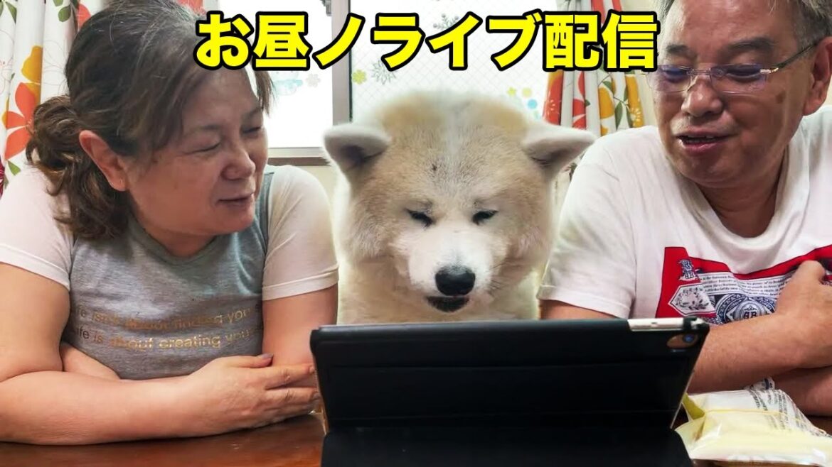 お昼の秋田犬そうすけくん