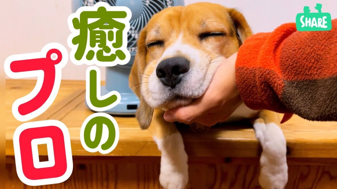 ビーグル犬に　癒されっぱなし90秒