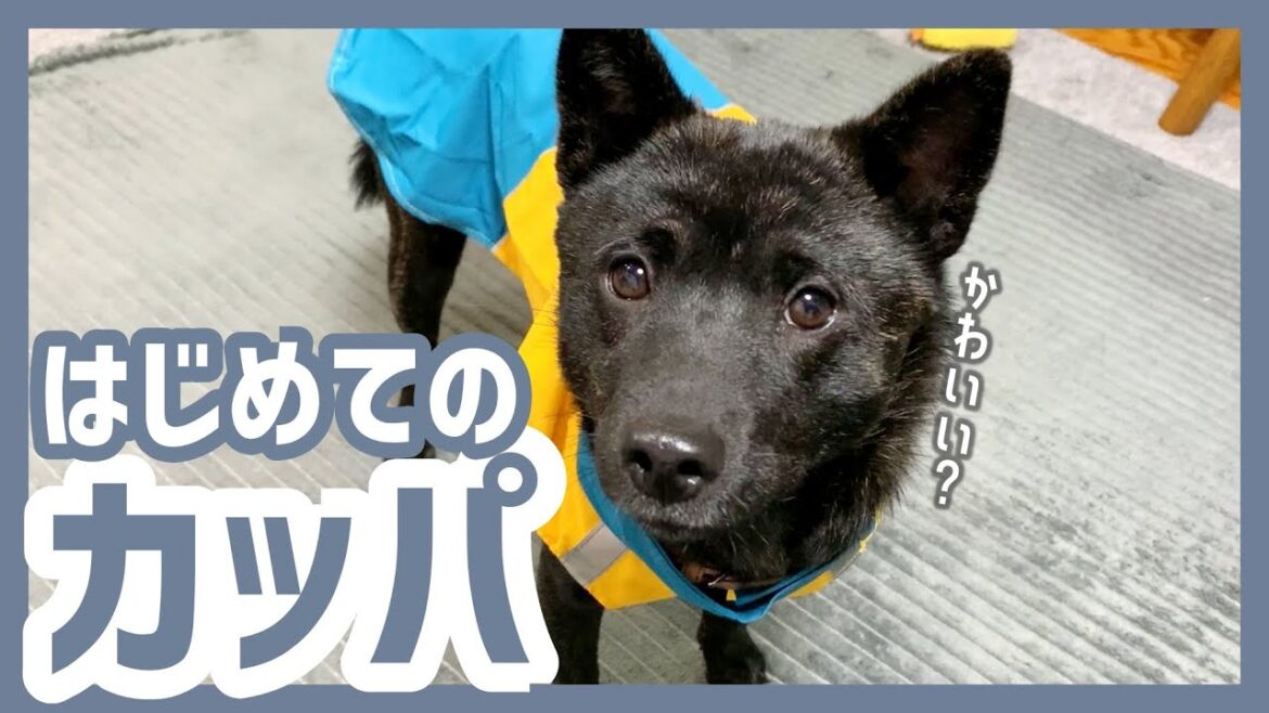 【甲斐犬】子犬に人生初のカッパを着せたら反応が可愛すぎました…！