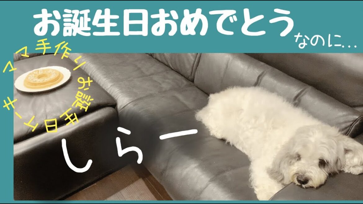 お犬様！お誕生日おめでとう❤︎ 手作りバースデーケーキなのに...😭😭😭