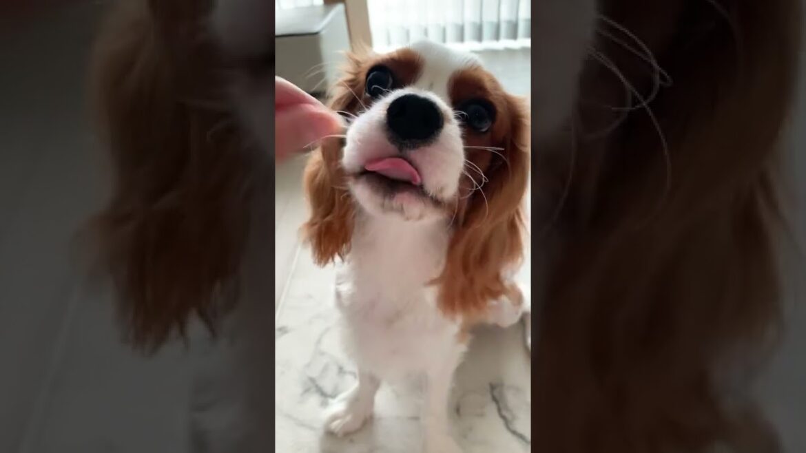 【ASMR】キャバリアがお芋を食べるだけの動画 【ASMR】キャバリアがお芋を食べるだけの動画