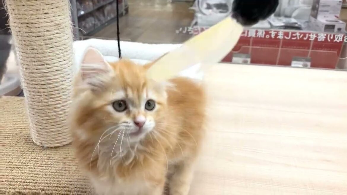 まだまだゆっくりな猫パンチのラガマフィンちゃん