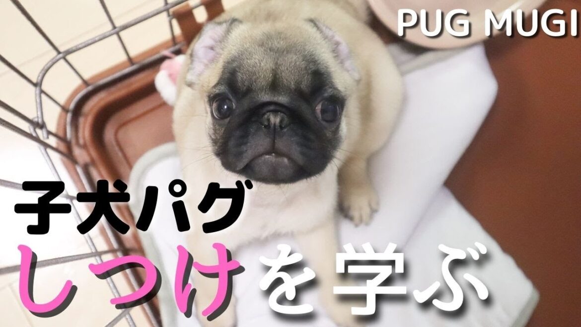 【パグ/しつけ】初めてしつけを学ぶ子犬パグ♪【しつけ方/方法】