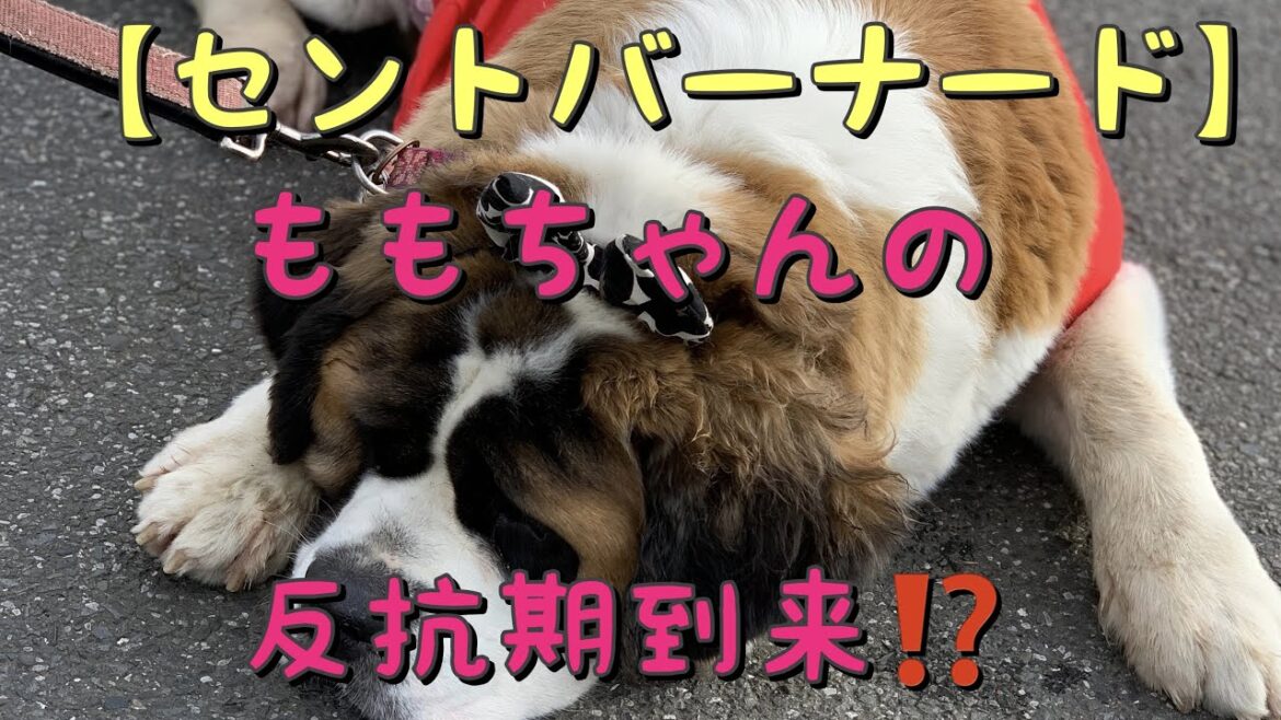 【セントバーナード】ももちゃん歩くのイヤイヤ