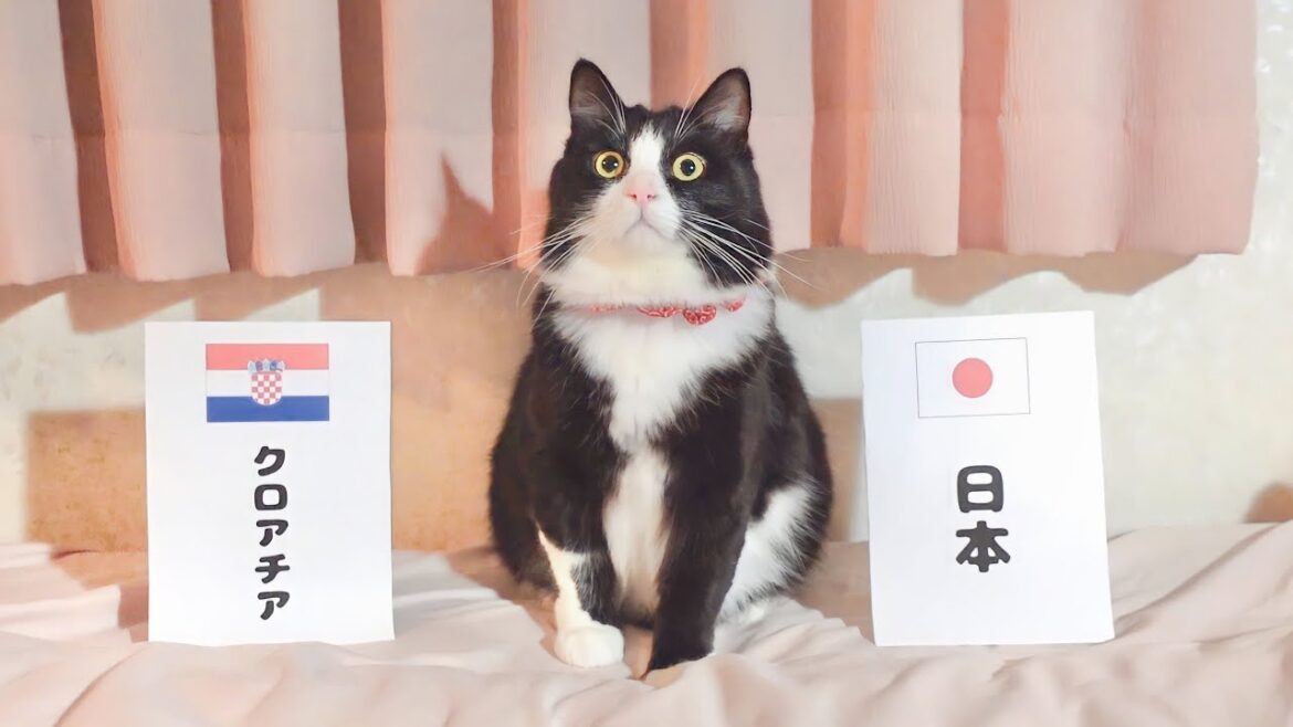 【サッカーW杯】日本VSクロアチアの勝敗予想を猫様にしてもらいました