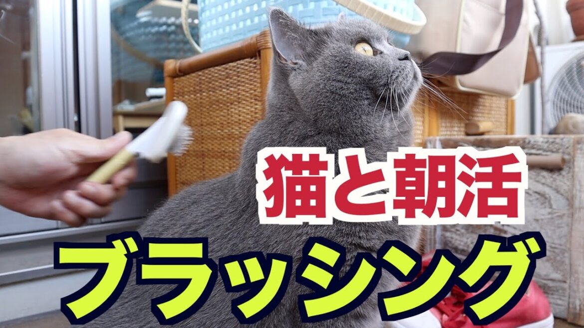 猫と楽しく朝活！ブラッシング【ブリティッシュショートヘア】