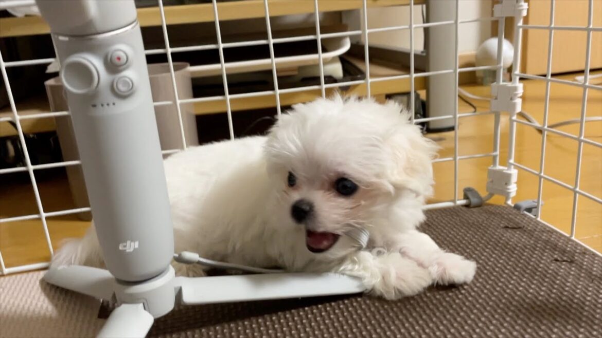 お迎え2日目にして撮影機材がマルチーズの子犬オモチャになりました