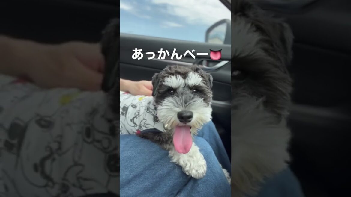 【ミニチュアシュナウザー】ドッグランではしゃぎすぎた結果夏バテしたまろ様【多頭飼い】#shorts