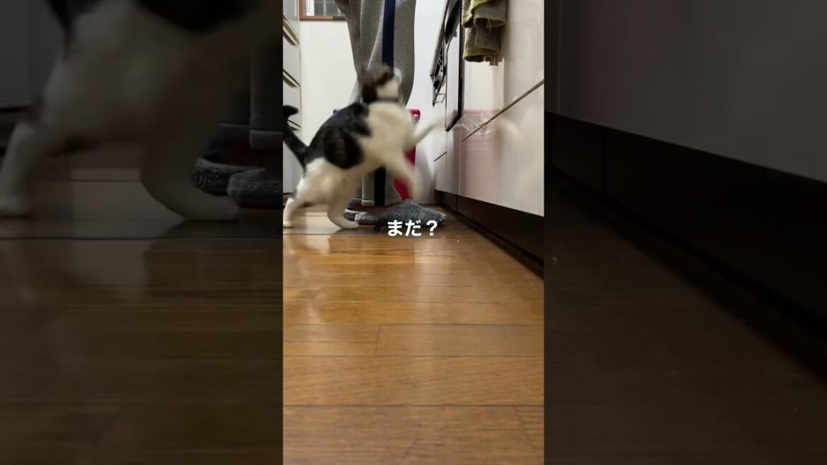 子猫動画　マンチカン猫のラピちゃん　今日も朝ごはんおねだり　まだ？