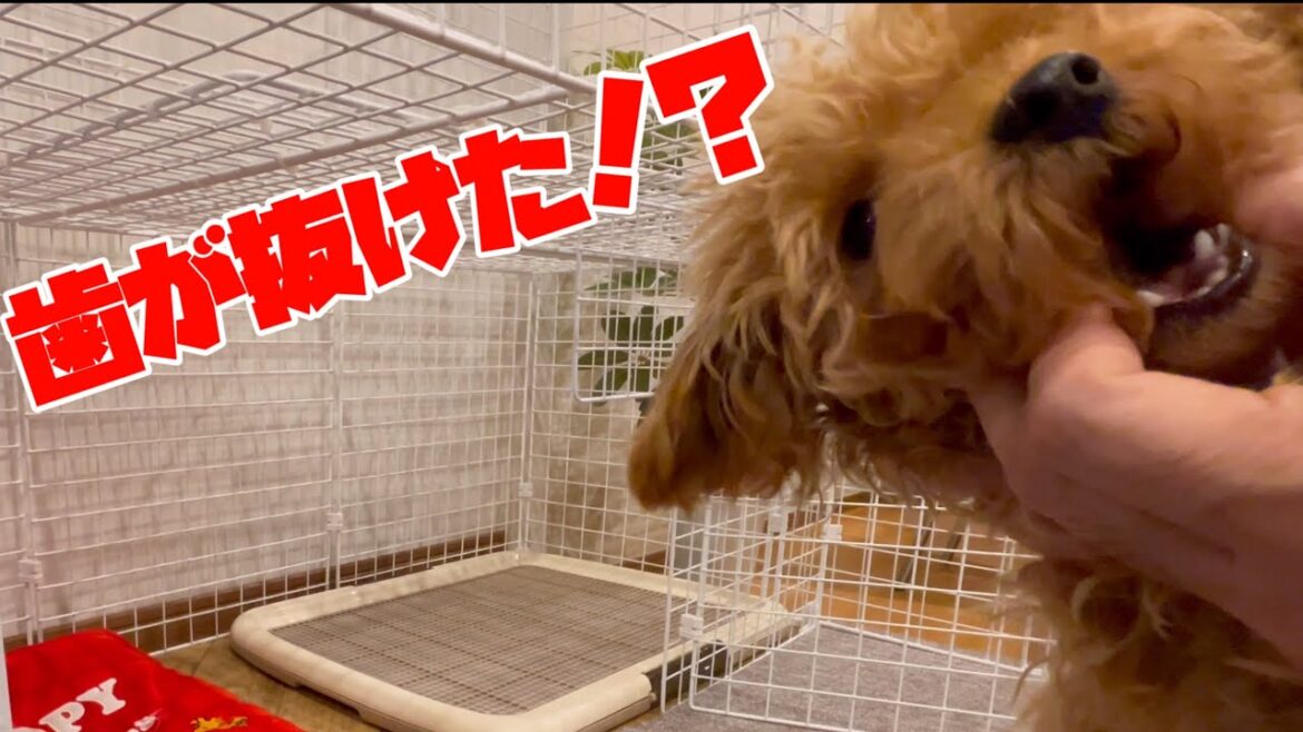 愛犬のトイプードルと遊んでいたらアクシデント発生！歯が抜けました！