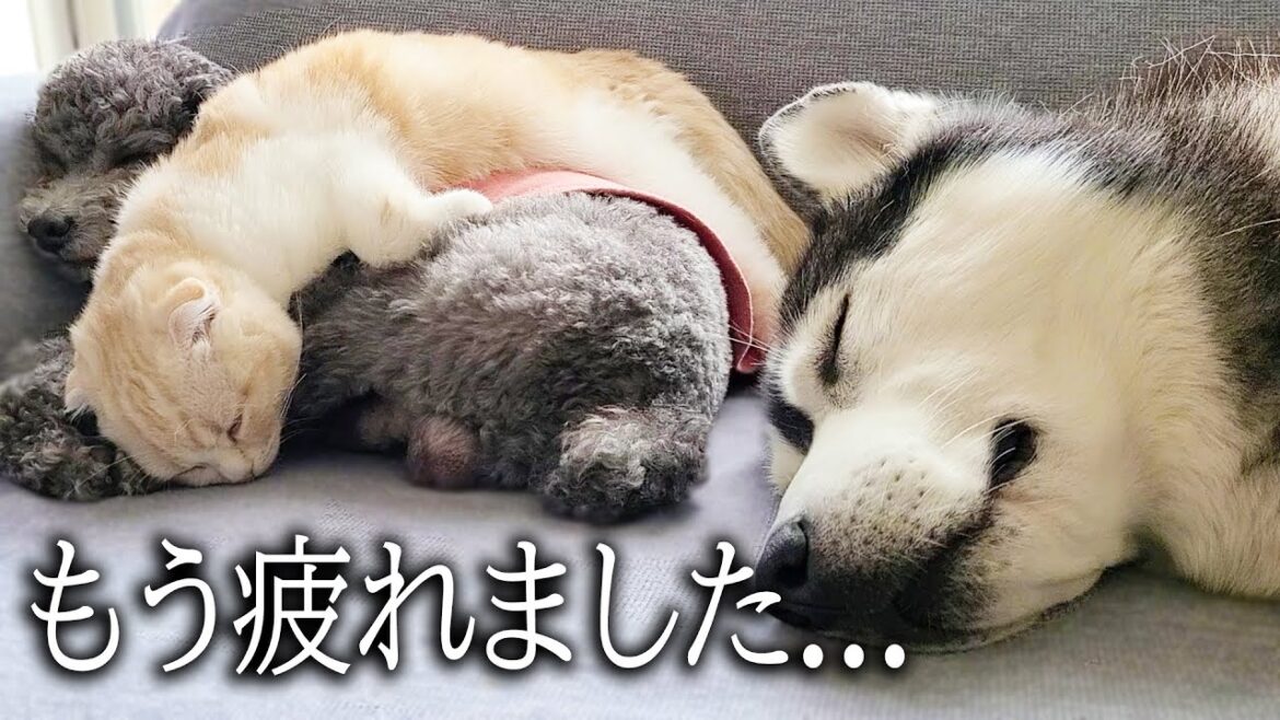 ハスキー犬の看病疲れで子猫がダウンしちゃいました...