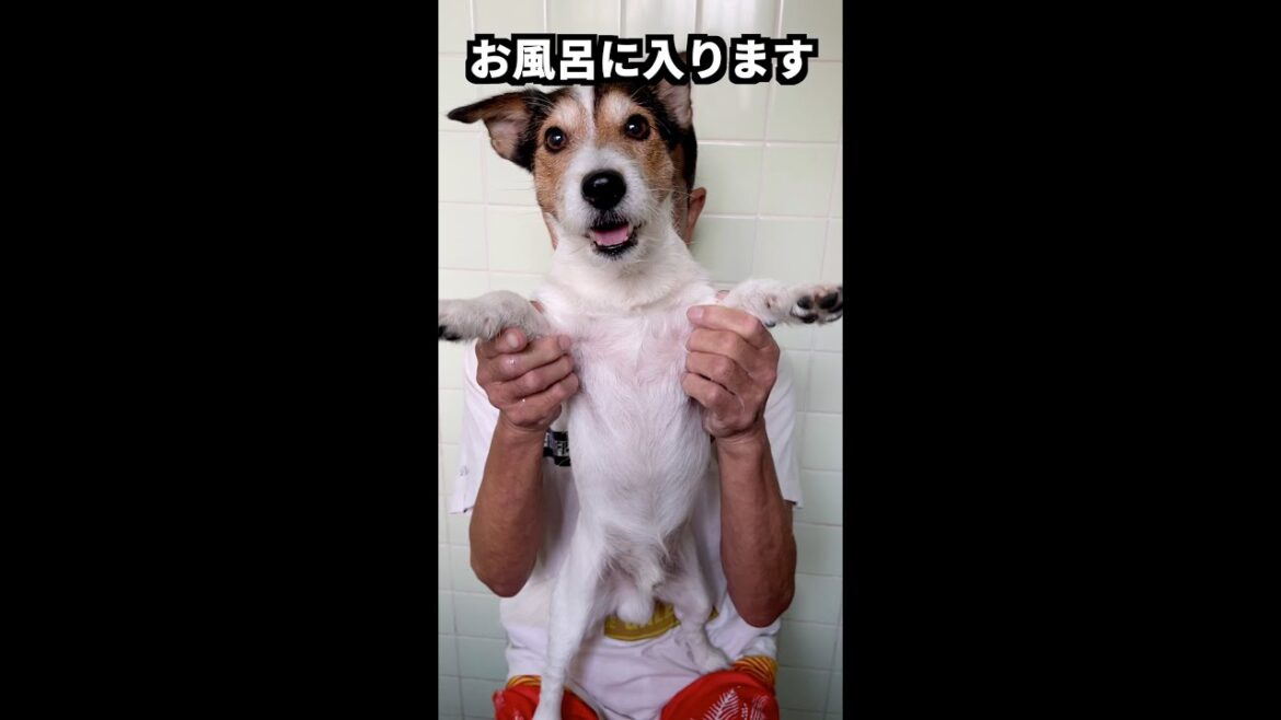 (ショート動画)お風呂に入ったジャックラッセルテリア #shorts