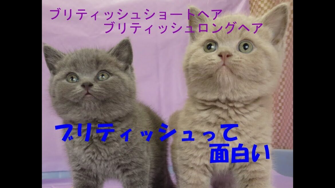 ブリティッシュってどんな猫種？