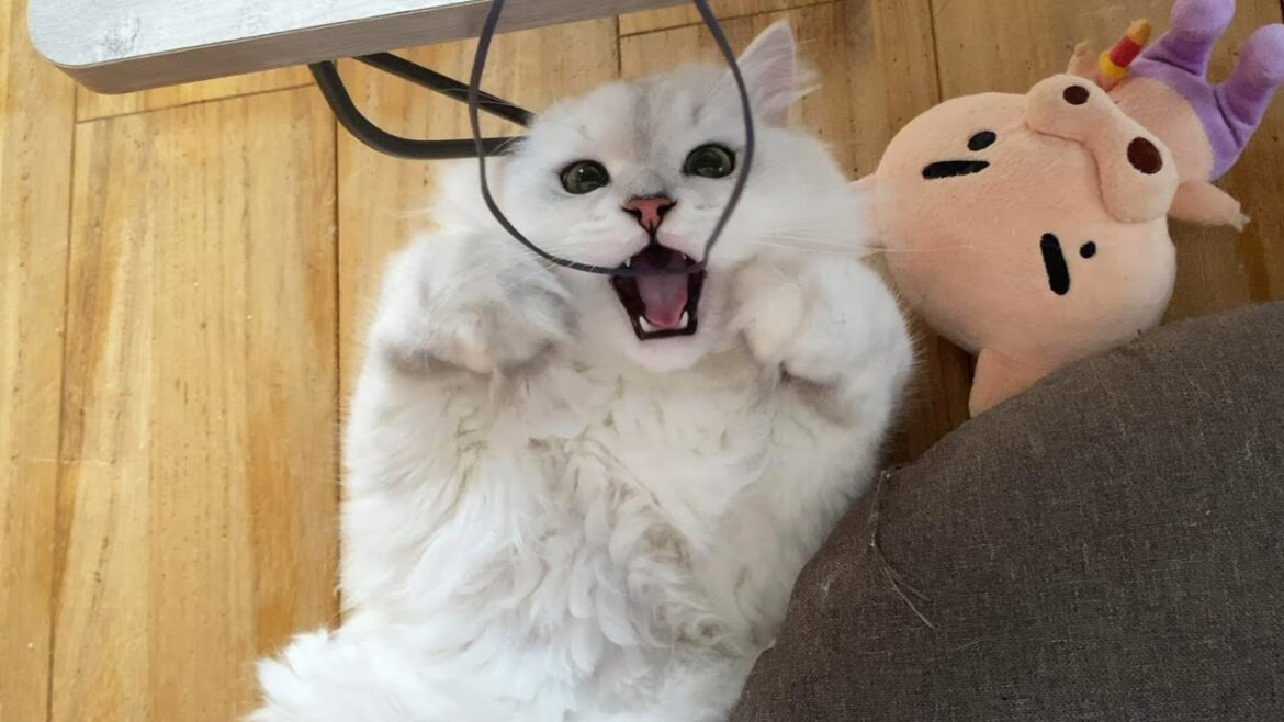 ライオンみたいなペルシャ猫