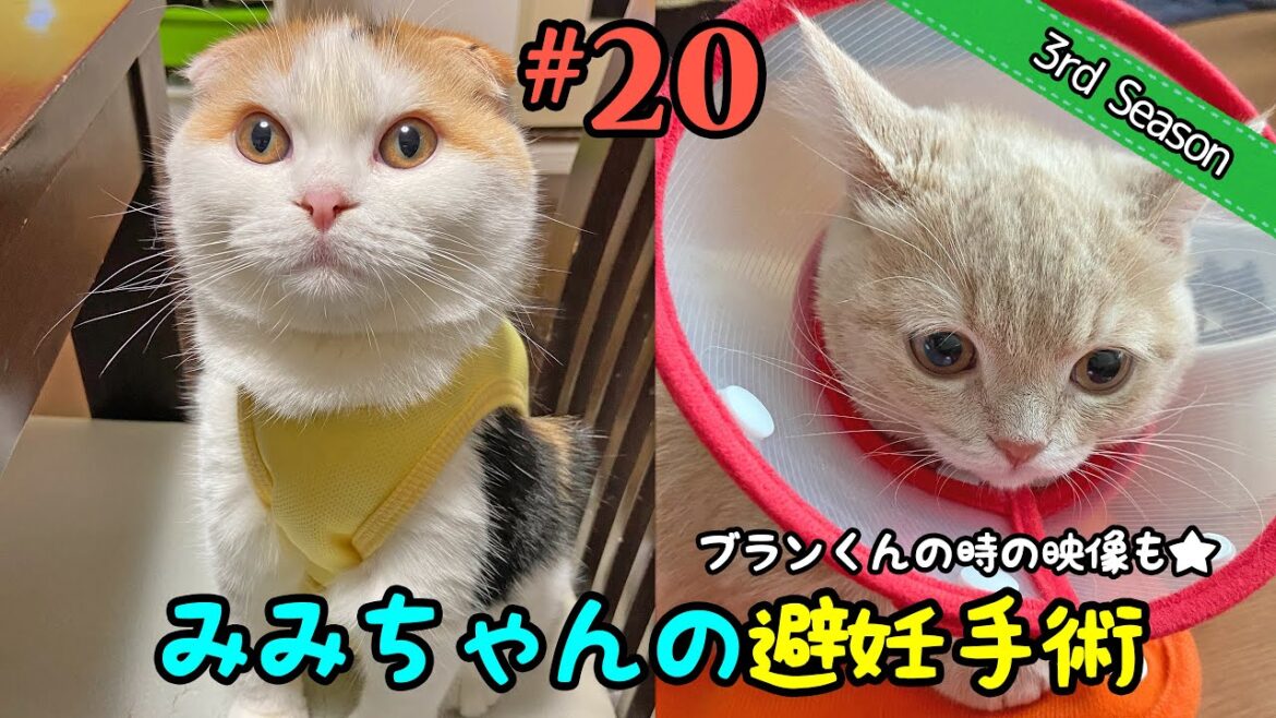＜3rd＞#20　みみちゃんの避妊手術（とブランくんの去勢手術）【短足マンチカン・スコティッシュフォールド】