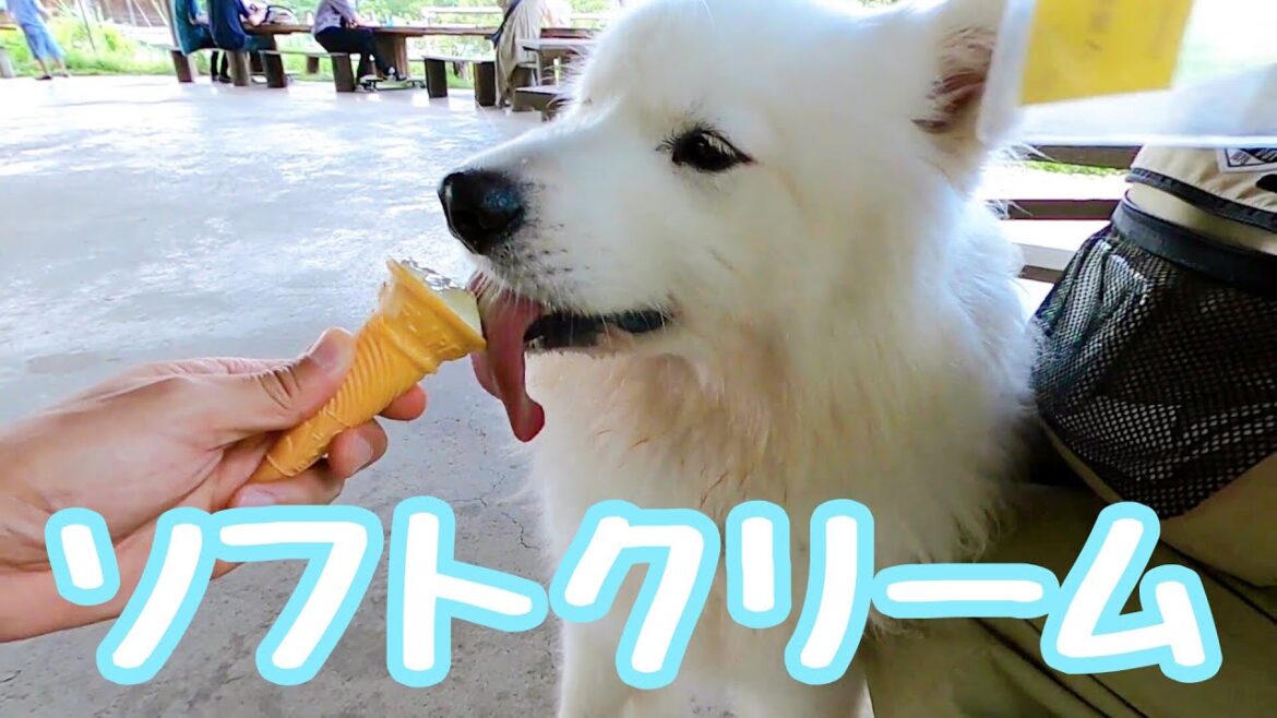 ソフトクリームに一心不乱になるサニーです/サモエド samoyed