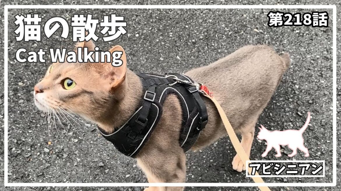 [218話] (アビシニアン) 毎日の猫散歩 Cat walking