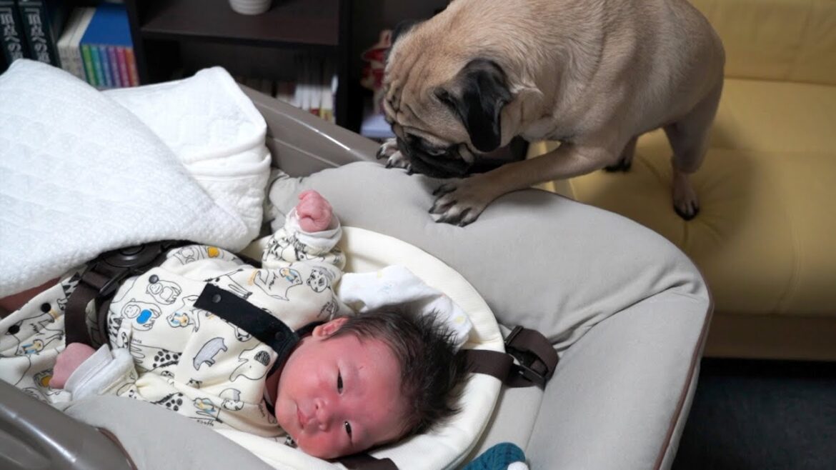 【パグ1歳半】人間の赤ちゃんが泣くと1番に駆けつける姿に感動。*pug 【パグ1歳半】人間の赤ちゃんが泣くと1番に駆けつける姿に感動。*pug