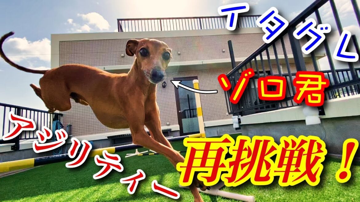再チャレンジに向かって始動！イタリアングレーハウンド