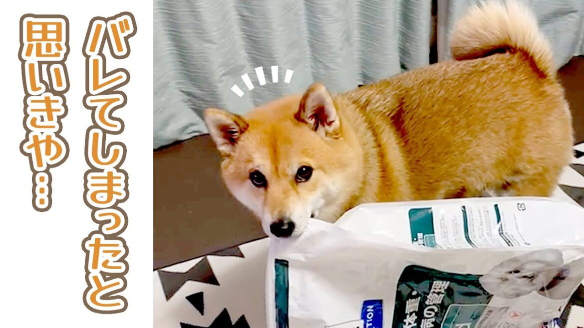 ごはんを見つけてルンルン気分な柴犬さんだが…｜PECO