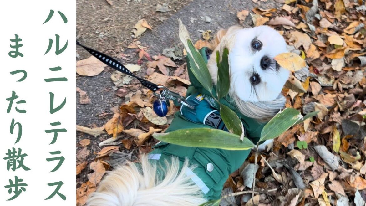 軽井沢星のリゾートハルニレテラスをシーズー子犬と楽んでみたShihtzu puppy enjoys Hoshino resort in Karuizawa