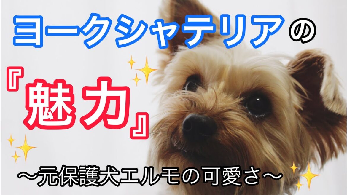 ヨークシャテリアの魅力【元保護犬ヨークシャーテリアのエルモ】