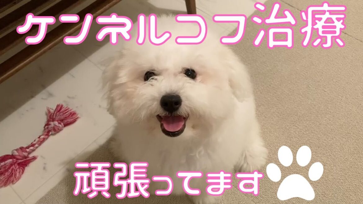 ケンネルコフで咳が出る　ビションフリーゼの子犬　生後4カ月