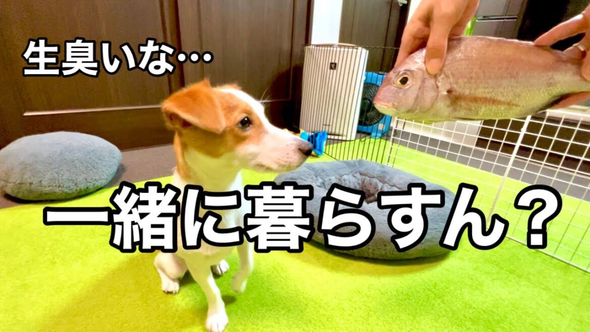 【予想外】意外なメンバーが仲間入り［しゃべる犬 ジャックラッセルテリア］