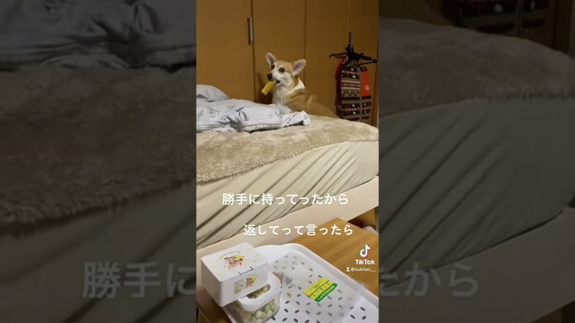【TikTok動画】オヤツ返してって言ったら、、、#shorts #tiktok #コーギー