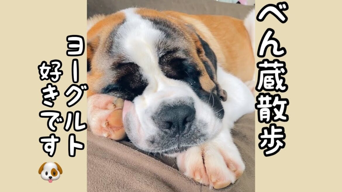 【セントバーナード】べん蔵はヨーグルトも好きです