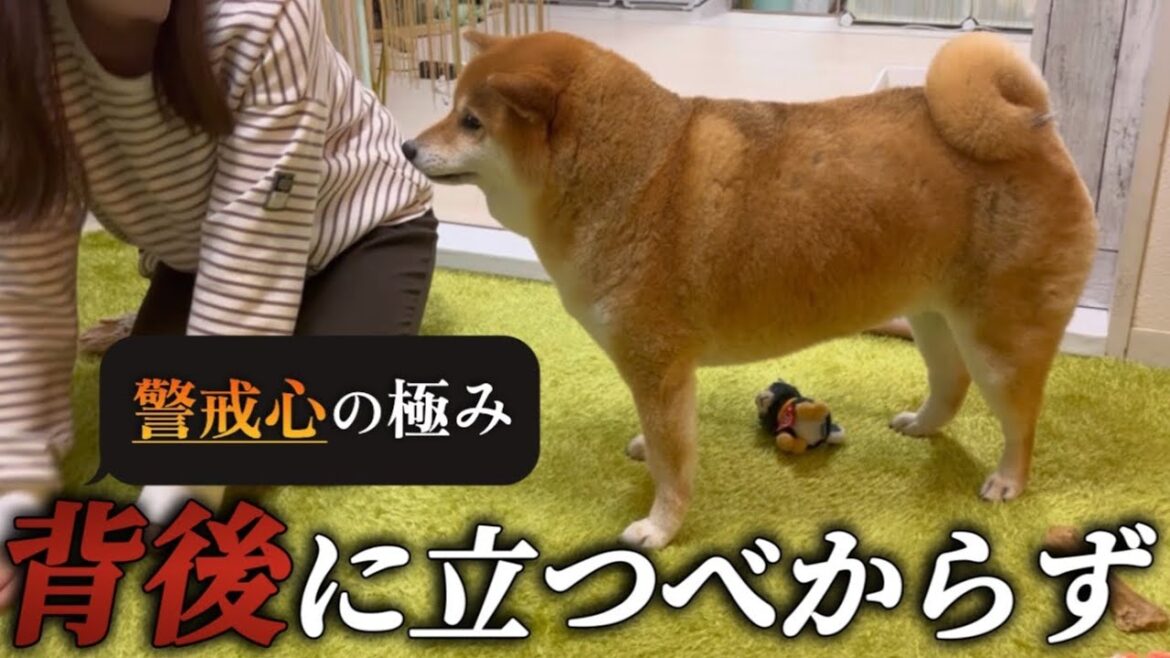 【柴犬の警戒】いくら飼い主相手でも背後はとらせない。警戒心強めな柴犬は今日も守りが固い。