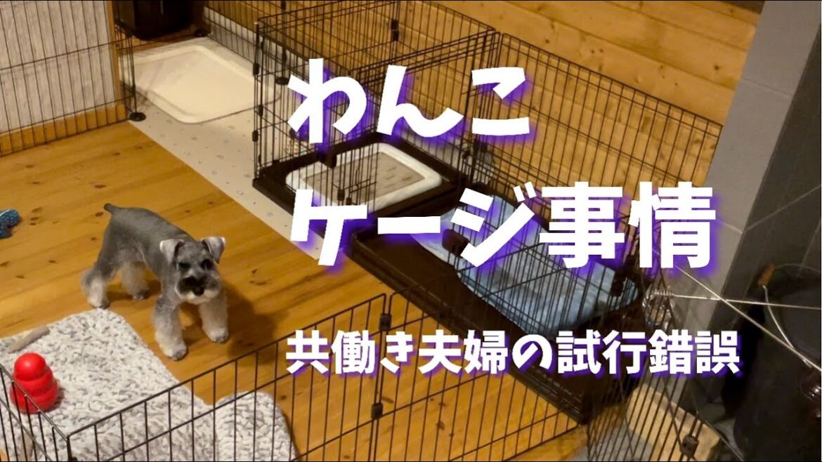 快適なお留守番を目指して　ケージ（サークル）事情　～ミニシュナのコノさん～