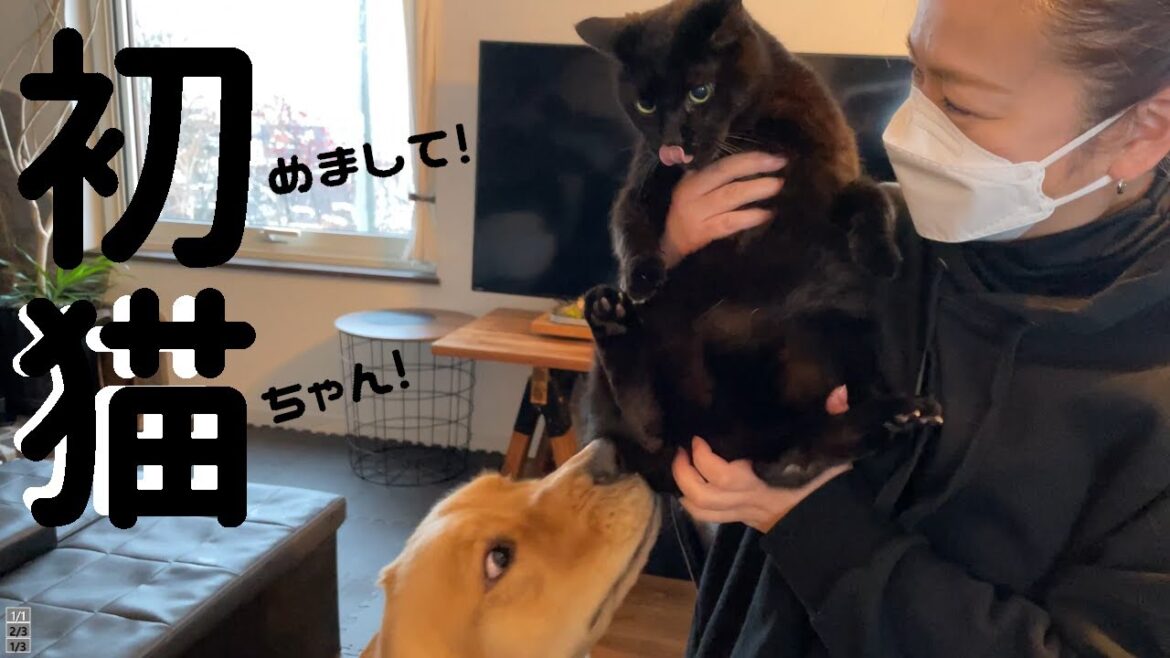 初めて見た猫ちゃんにビビりまくるゴールデンレトリバー