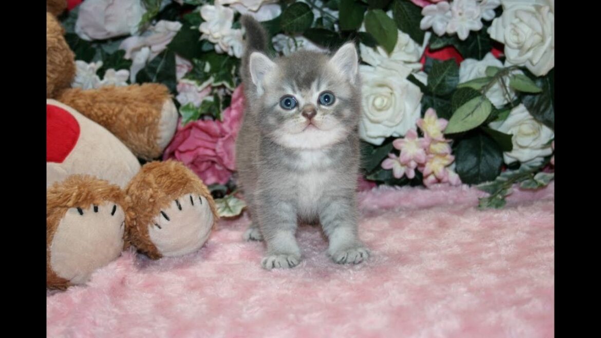 ブリティッシュショートヘアー　ブルーシルバーＴＴ（１